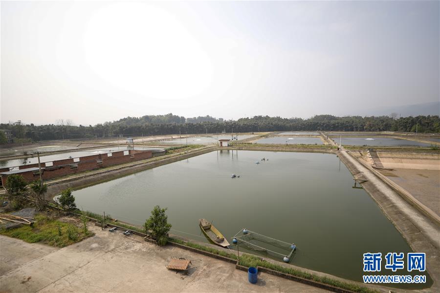 （圖文互動）（6）疏通產(chǎn)業(yè)鏈堵點 保障&ldquo;菜籃子&rdquo;供應&mdash;&mdash;重慶養(yǎng)殖大區(qū)力促養(yǎng)殖業(yè)補損復產(chǎn)