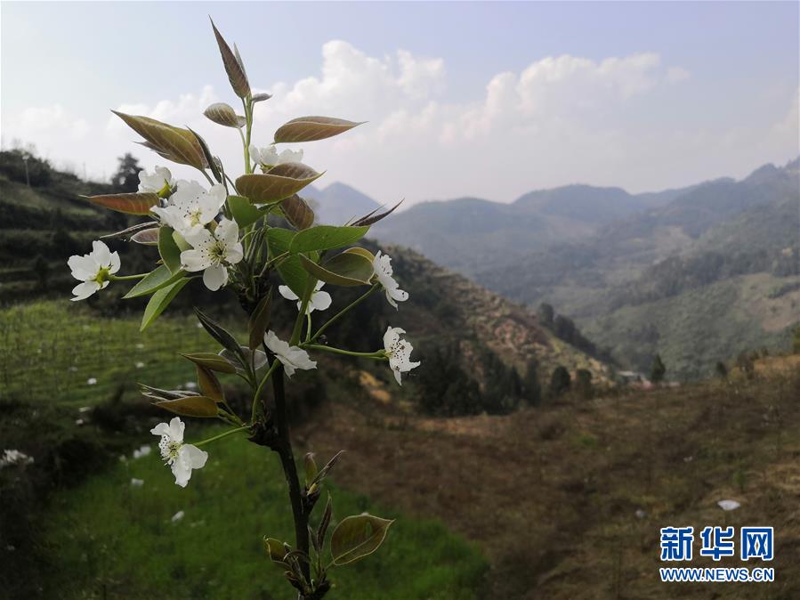 （決戰(zhàn)決勝脫貧攻堅(jiān)&middot;圖文互動(dòng)）（1）寄相思，償夙愿&mdash;&mdash;5封清明&ldquo;家書&rdquo;里的決戰(zhàn)決勝信念