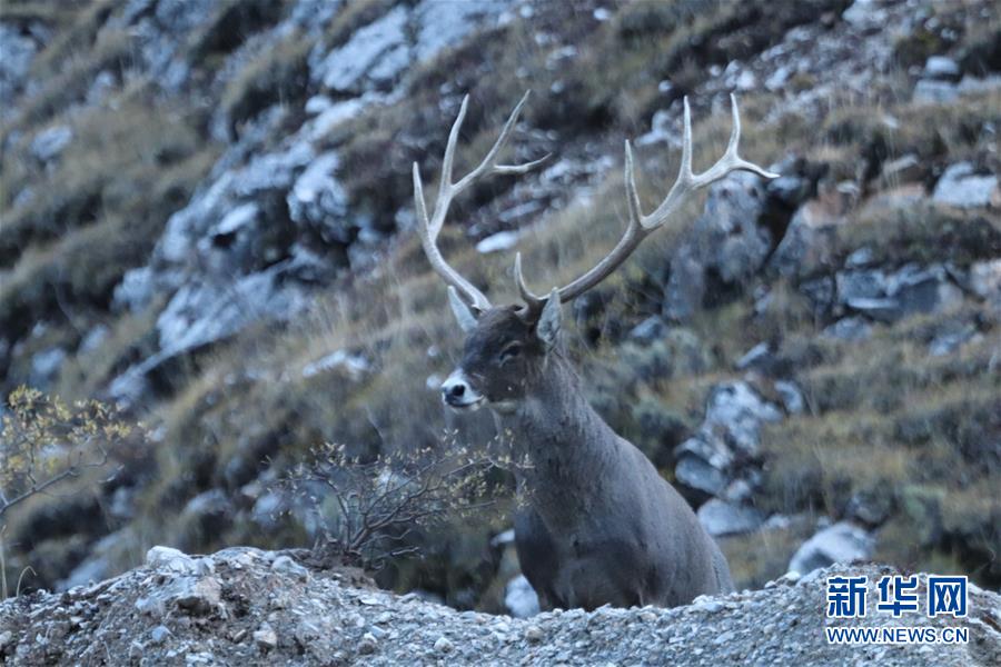 （玉樹地震10周年&middot;圖文互動）（2）牧民才仁尼瑪?shù)?ldquo;科研&rdquo;人生