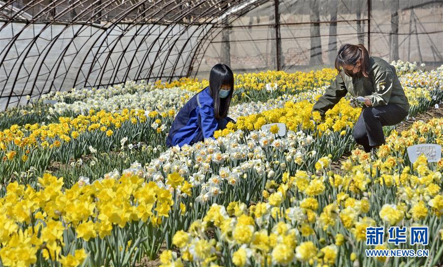 （圖文互動(dòng)）（6）這座小城，鐫刻下怎樣的&ldquo;世園印記&rdquo;&mdash;&mdash;北京世園會開園一周年探訪延慶