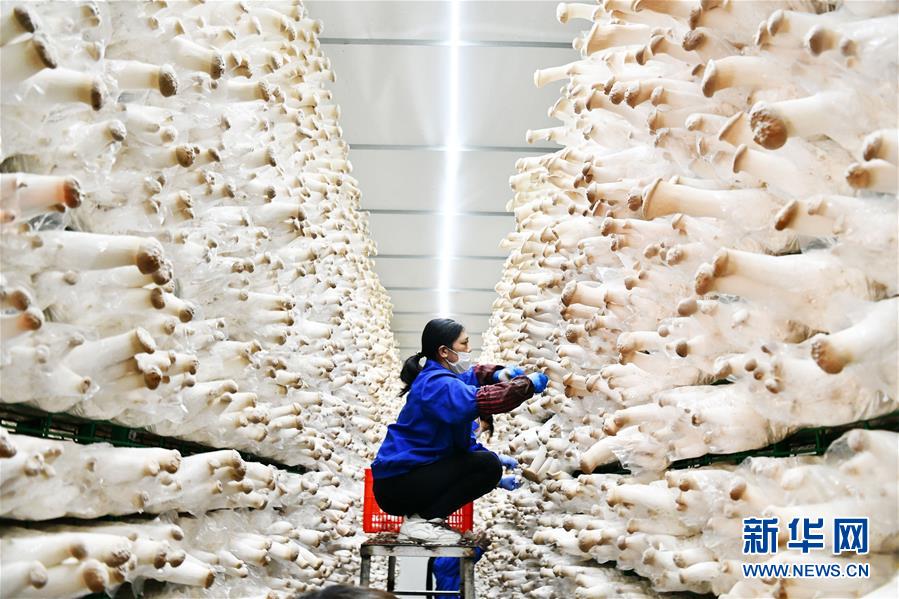 （決戰(zhàn)決勝脫貧攻堅(jiān)&middot;圖文互動(dòng)）（1）補(bǔ)短板 促就業(yè) 穩(wěn)增收&mdash;&mdash;貴州向脫貧&ldquo;硬骨頭&rdquo;發(fā)起總攻