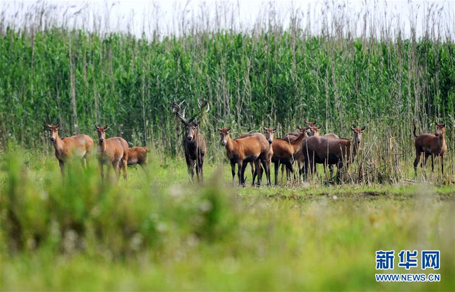 （新華全媒頭條&middot;圖文互動）（9）大湖新歌&mdash;&mdash;我國兩大淡水湖全面生態(tài)修復(fù)進(jìn)行時(shí)