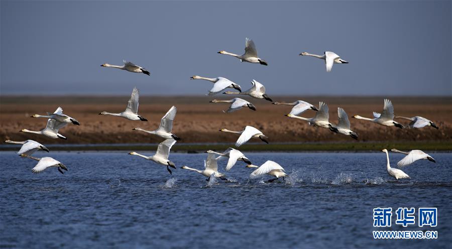 （新華全媒頭條&middot;圖文互動）（10）大湖新歌&mdash;&mdash;我國兩大淡水湖全面生態(tài)修復(fù)進(jìn)行時(shí)