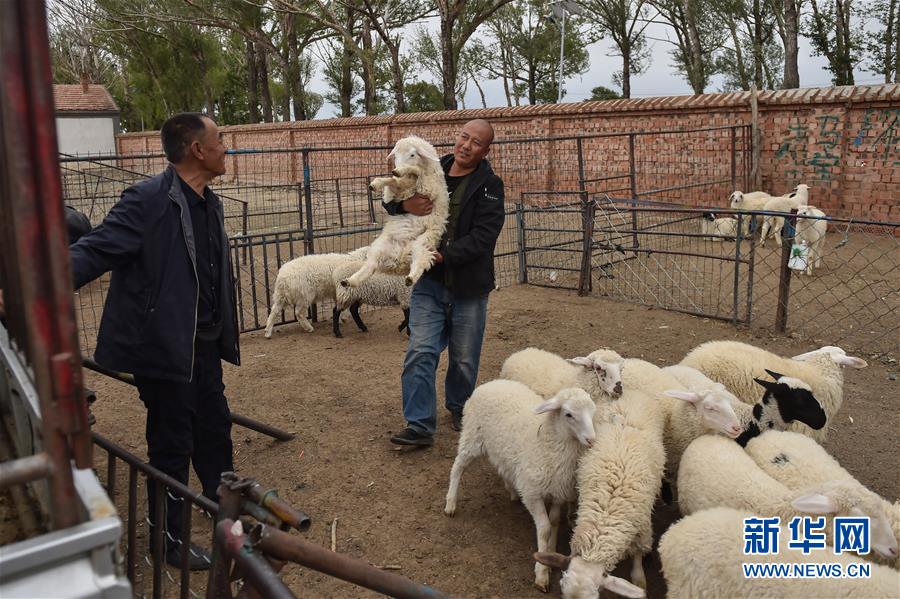 (決戰(zhàn)決勝脫貧攻堅(jiān)·圖文互動(dòng))(2)“活羊經(jīng)紀(jì)人”老白