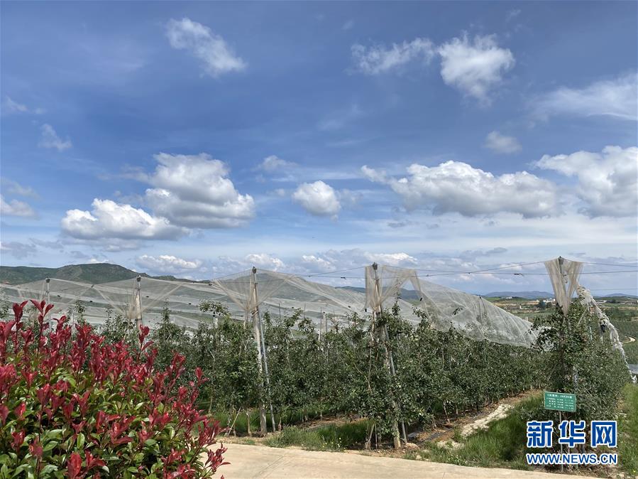 （決戰(zhàn)決勝脫貧攻堅(jiān)&middot;圖文互動(dòng)）（3）高原紅了，日子好了&mdash;&mdash;貴州海拔最高縣發(fā)展蘋果產(chǎn)業(yè)見聞
