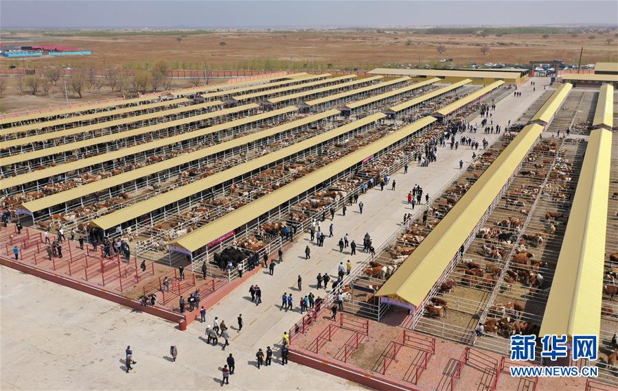 (決戰(zhàn)決勝脫貧攻堅·圖文互動)(3)內(nèi)蒙古科右中旗:把準(zhǔn)發(fā)展方向 “楓馬牛”可相及