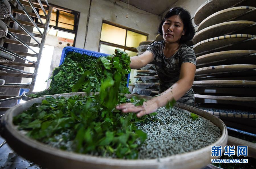 （走向我們的小康生活&middot;圖文互動）（6）黎苗山鄉(xiāng)種養(yǎng)&ldquo;老行當(dāng)&rdquo;擦亮&ldquo;綠色牌&rdquo;