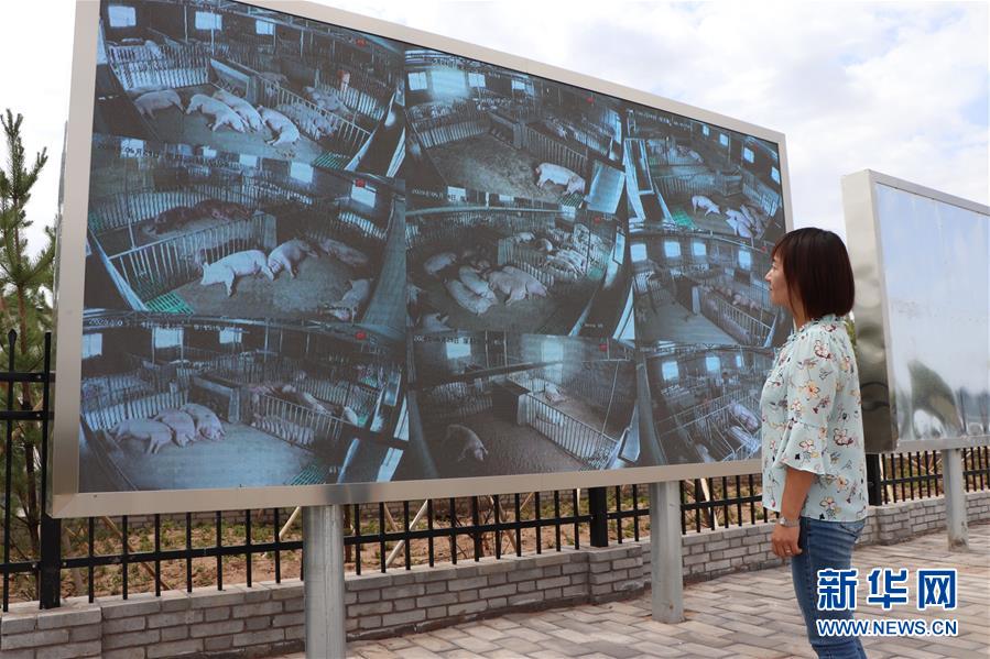 (鄉(xiāng)村振興·圖文互動(dòng))(3)內(nèi)蒙古伊金霍洛旗:自家生豬基地養(yǎng) 環(huán)境好來收入旺