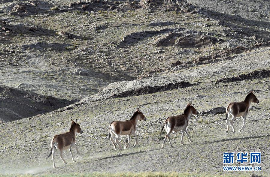 （在習近平新時代中國特色社會主義思想指引下&mdash;&mdash;新時代新作為新篇章&middot;習近平總書記關切事&middot;圖文互動）（1）綠色映底蘊，山水見初心&mdash;&mdash;生態(tài)優(yōu)先、綠色發(fā)展持續(xù)造福群眾美好生活