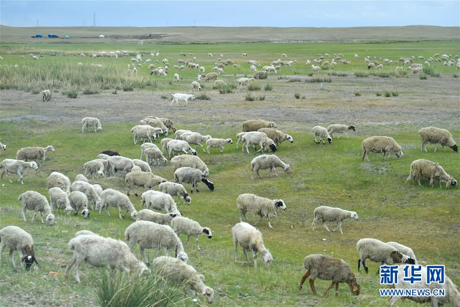 （走向我們的小康生活&middot;圖文互動(dòng)）（1）草原有了網(wǎng)，手機(jī)能放羊&mdash;&mdash;看呼倫貝爾大草原牧民生活變了樣 