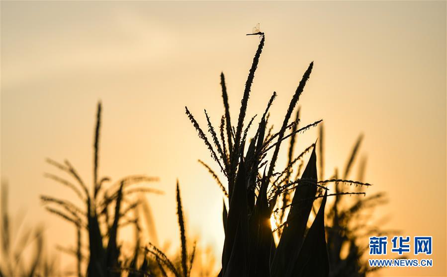 （在習(xí)近平新時(shí)代中國(guó)特色社會(huì)主義思想指引下&mdash;&mdash;新時(shí)代新作為新篇章&middot;習(xí)近平總書記關(guān)切事&middot;圖文互動(dòng)）（1）為黑土加&ldquo;油&rdquo;&mdash;&mdash;&ldquo;耕地中的大熊貓&rdquo;，我們這樣保護(hù)