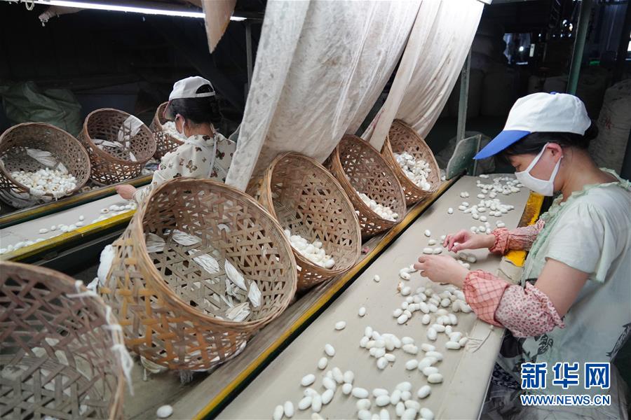 （走向我們的小康生活&middot;圖文互動(dòng)）（1）綠了青山，紅了日子&mdash;&mdash;秦巴山區(qū)群眾繪出小康&ldquo;調(diào)色板&rdquo;