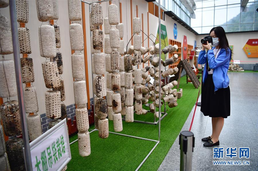 （走向我們的小康生活&middot;圖文互動(dòng)）（6）綠了青山，紅了日子&mdash;&mdash;秦巴山區(qū)群眾繪出小康&ldquo;調(diào)色板&rdquo;