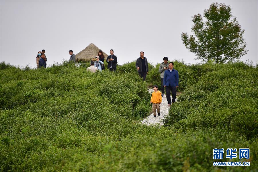 （走向我們的小康生活&middot;圖文互動(dòng)）（7）綠了青山，紅了日子&mdash;&mdash;秦巴山區(qū)群眾繪出小康&ldquo;調(diào)色板&rdquo;