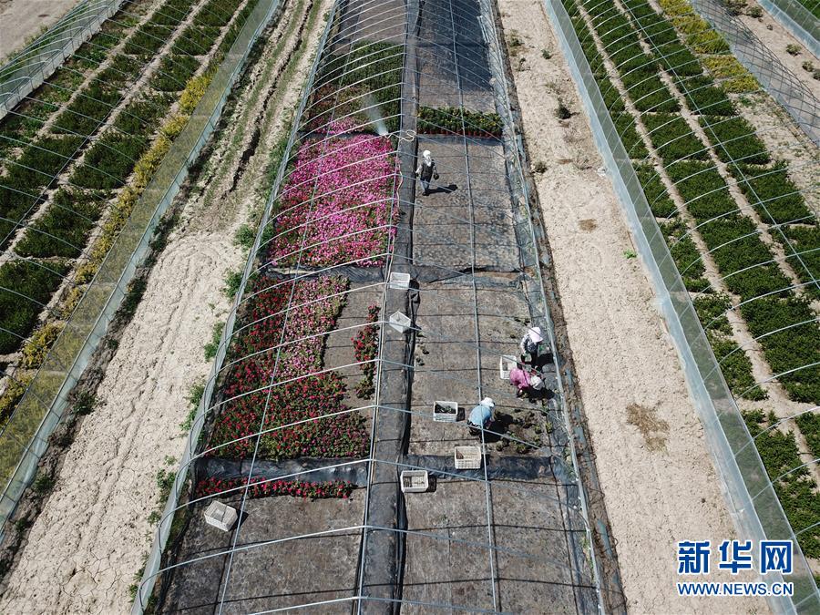 （新華全媒頭條&middot;走向我們的小康生活&middot;圖文互動(dòng)）（1）&ldquo;苦甲&rdquo;不再，&ldquo;甘味&rdquo;綿長(zhǎng)&mdash;&mdash;脫貧攻堅(jiān)的甘肅味道