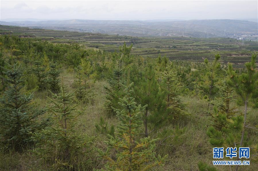 （決戰(zhàn)決勝脫貧攻堅(jiān)&middot;圖文互動(dòng)）（1）甘肅定西黃土高坡上，有片&ldquo;福州林&rdquo;