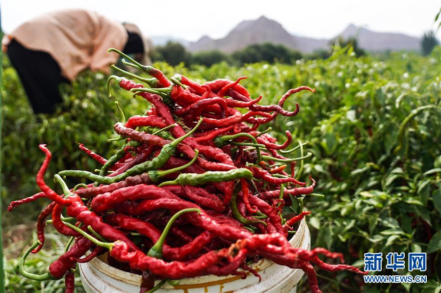 （走向我們的小康生活&middot;決戰(zhàn)決勝脫貧攻堅&middot;圖文互動）（8）甘青交界處的跨越&mdash;&mdash;保安族、撒拉族的脫貧故事 