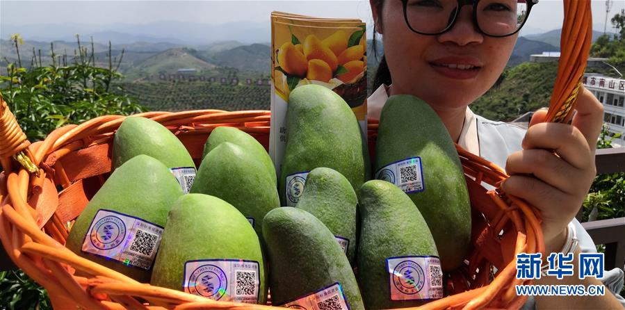 （決戰(zhàn)決勝脫貧攻堅&middot;圖文互動）（7）同飲一江水 攜手&ldquo;斬窮根&rdquo;&mdash;&mdash;深圳對口廣西河池、百色扶貧協(xié)作見聞