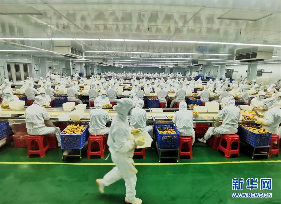 （決戰(zhàn)決勝脫貧攻堅&middot;圖文互動）（8）同飲一江水 攜手&ldquo;斬窮根&rdquo;&mdash;&mdash;深圳對口廣西河池、百色扶貧協(xié)作見聞