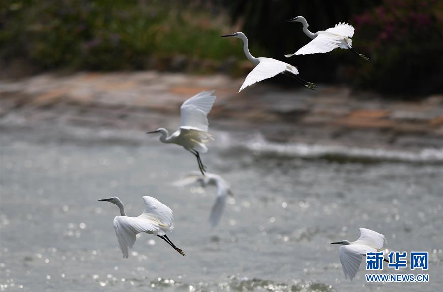 (特區(qū)40年?圖文互動)(4)廈庇五洲客 門納萬頃濤——廈門經(jīng)濟特區(qū)40年發(fā)展紀實