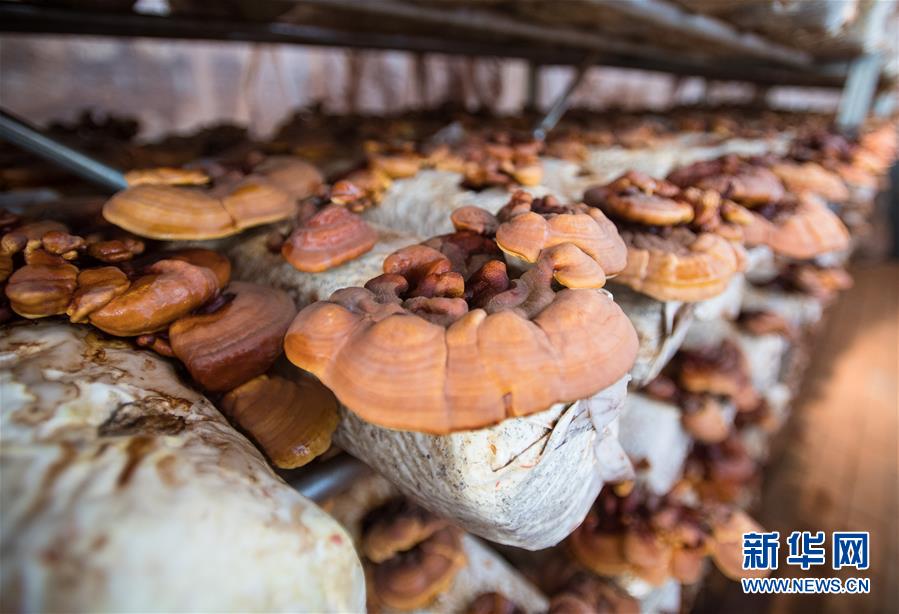 （新華全媒頭條&middot;走向我們的小康生活&middot;圖文互動）（4）特殊之年，荊楚大地書寫不平凡的答卷