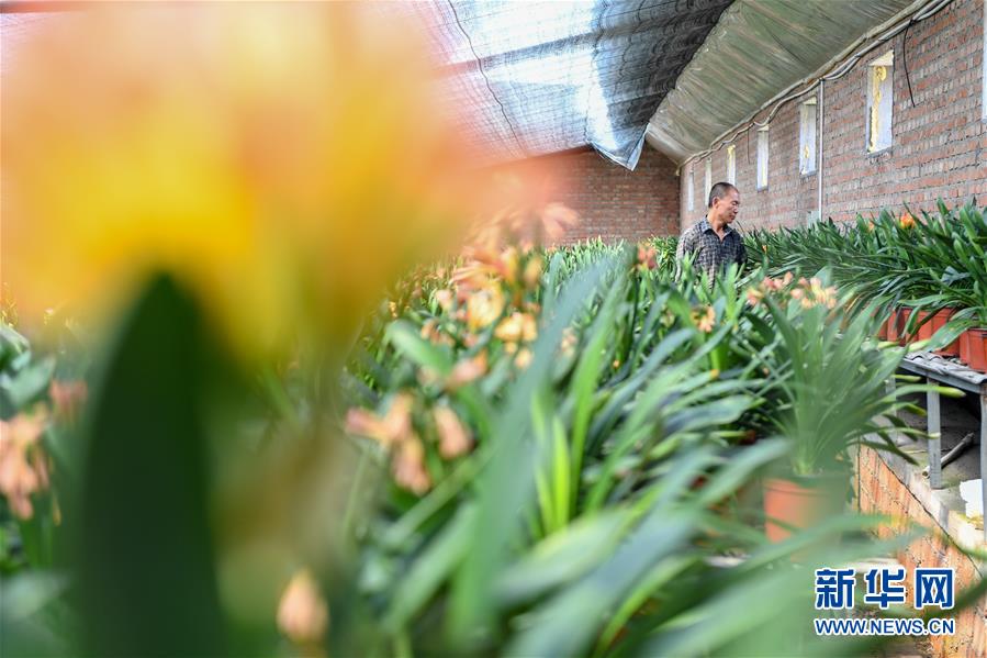 （決戰(zhàn)決勝脫貧攻堅(jiān)&middot;圖文互動）（1）君子蘭在脫貧攻堅(jiān)戰(zhàn)場上&ldquo;綻放&rdquo;