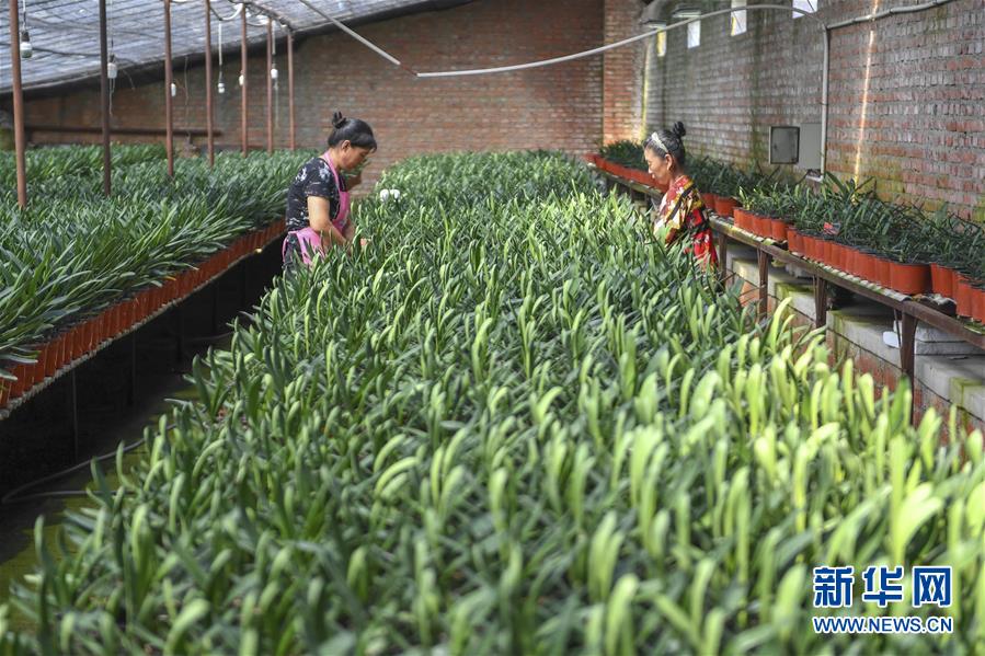 （決戰(zhàn)決勝脫貧攻堅(jiān)&middot;圖文互動）（2）君子蘭在脫貧攻堅(jiān)戰(zhàn)場上&ldquo;綻放&rdquo;