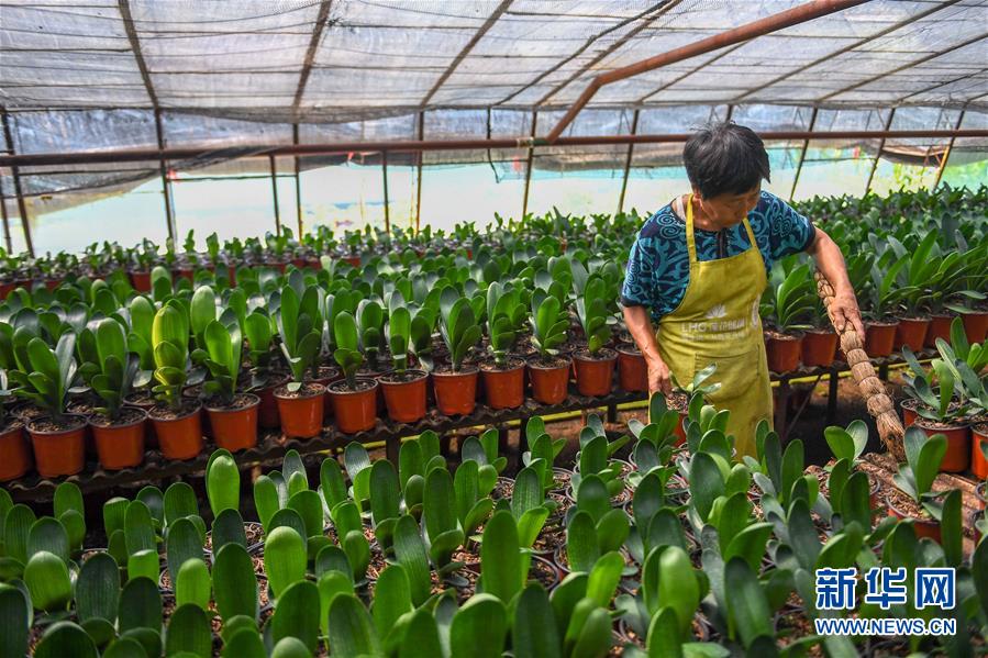 （決戰(zhàn)決勝脫貧攻堅(jiān)&middot;圖文互動）（3）君子蘭在脫貧攻堅(jiān)戰(zhàn)場上&ldquo;綻放&rdquo;