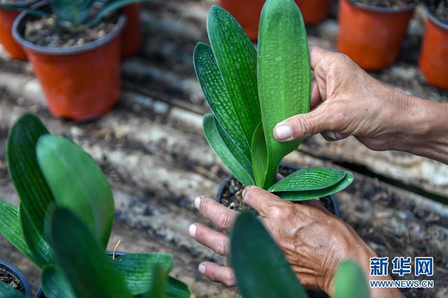 （決戰(zhàn)決勝脫貧攻堅(jiān)&middot;圖文互動）（4）君子蘭在脫貧攻堅(jiān)戰(zhàn)場上&ldquo;綻放&rdquo;