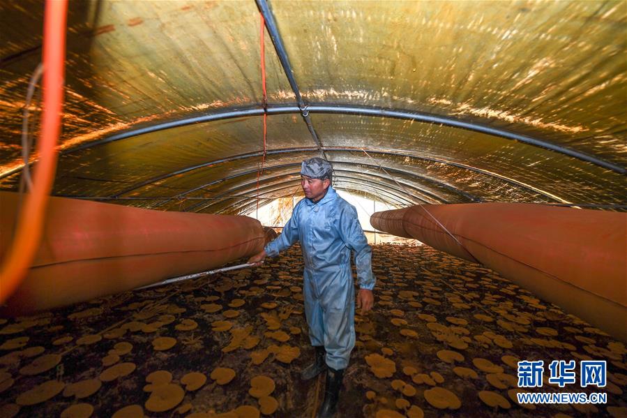 （決戰(zhàn)決勝脫貧攻堅(jiān)&middot;圖文互動）（2）從&ldquo;因殘致貧&rdquo;到&ldquo;帶頭脫貧&rdquo;&mdash;&mdash;吉林靖宇有這樣一位&ldquo;脫貧英雄&rdquo;