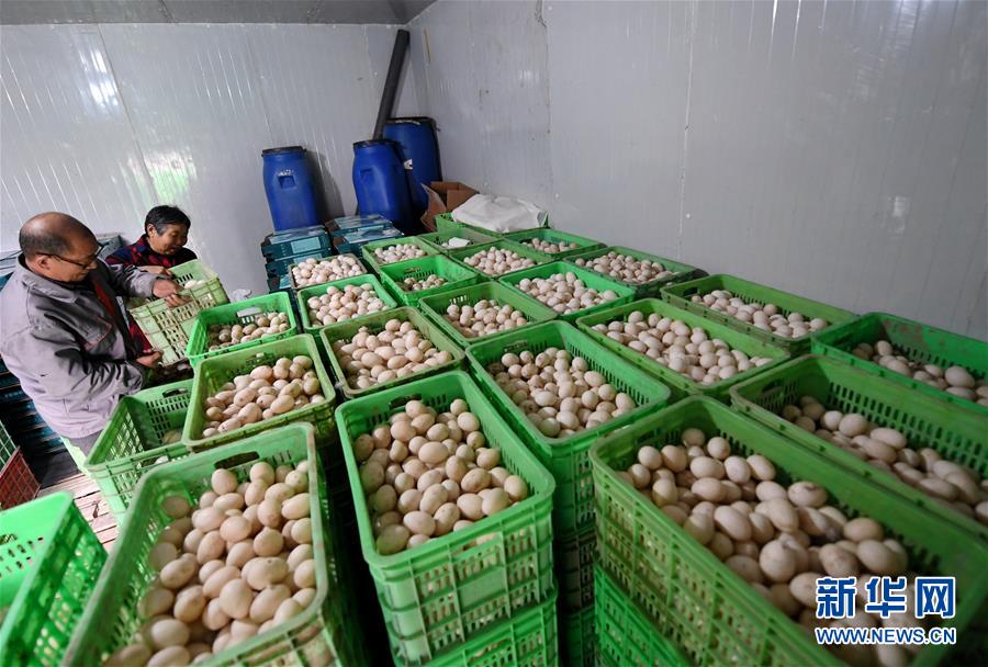 (決戰(zhàn)決勝脫貧攻堅(jiān)·圖文互動)(7)17代人追逐的夢想實(shí)現(xiàn)了——記冀南平原劉秋口村變遷