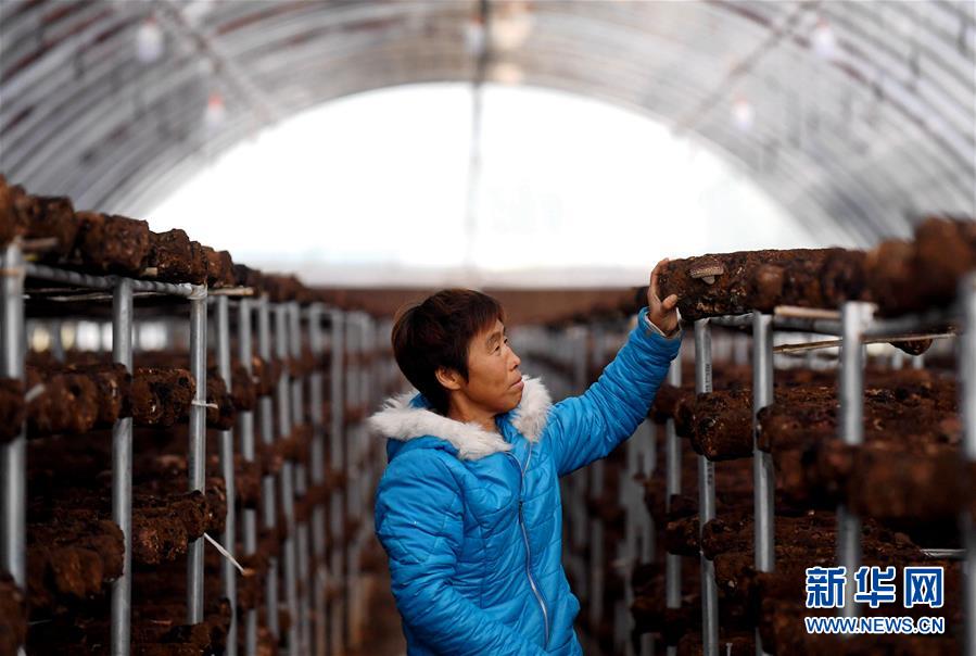 (決戰(zhàn)決勝脫貧攻堅(jiān)·圖文互動)(8)17代人追逐的夢想實(shí)現(xiàn)了——記冀南平原劉秋口村變遷