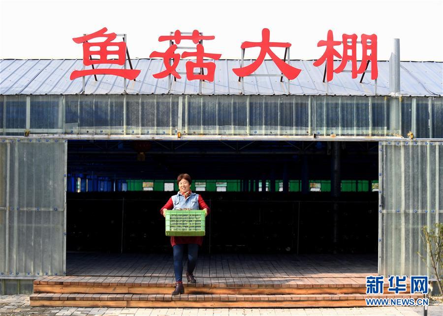 (決戰(zhàn)決勝脫貧攻堅(jiān)·圖文互動)(5)17代人追逐的夢想實(shí)現(xiàn)了——記冀南平原劉秋口村變遷