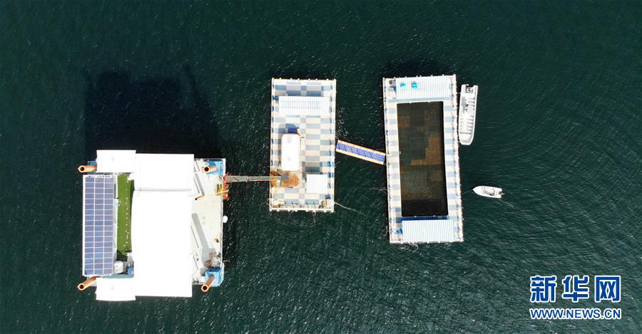 (新華全媒頭條·圖文互動)(8)“拔”海起牧場 “耕”海新牧歌