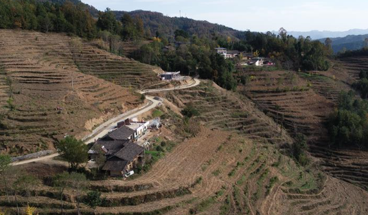 &ldquo;浙江親人&rdquo;請(qǐng)心安 白茶苗已種滿(mǎn)山