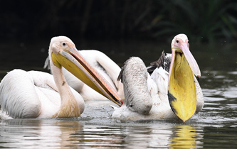 白鵜鶘&ldquo;作客&rdquo;?？? />  
<div>白鵜鶘“作客”?？?/div>
</a>
<a href=