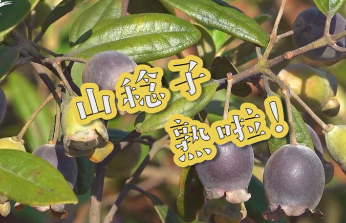 走向我們的小康生活丨山稔子熟啦！