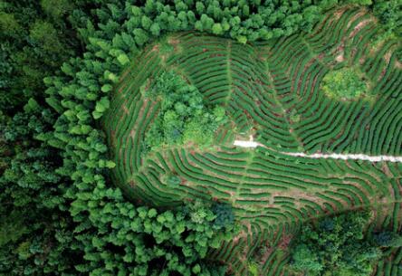 福建龍巖：高效用地，提升生態(tài)環(huán)境水平