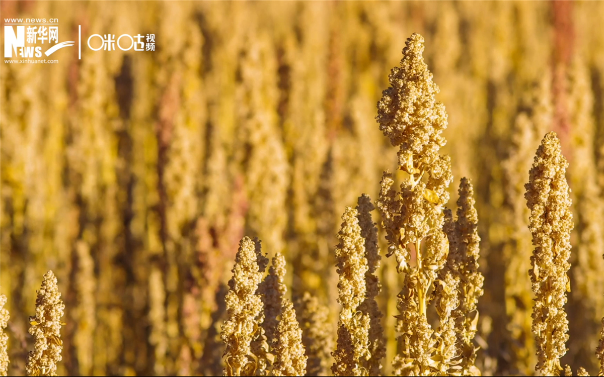 藜麥有極強(qiáng)的環(huán)境適應(yīng)能力和低成本、高回報(bào)的種植模式