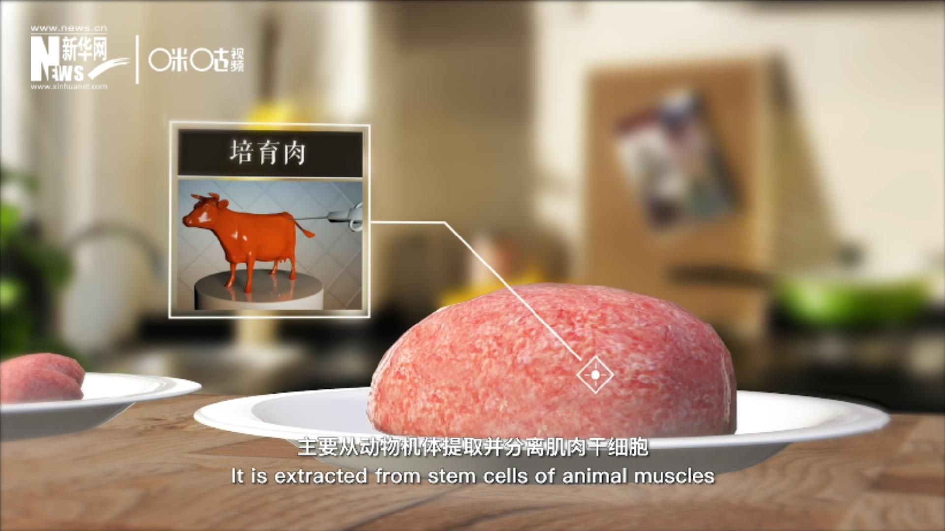 培育肉主要是從動物機體提取并分離肌肉干細胞，在實驗室里培養(yǎng)而成