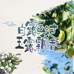 白露已過，玉露飄香