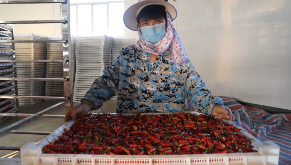 你怎么“辣”么好看！小辣椒映紅脫貧路