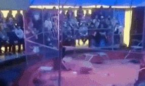 驚險！ 俄馴獸師遭失控獅子撲咬