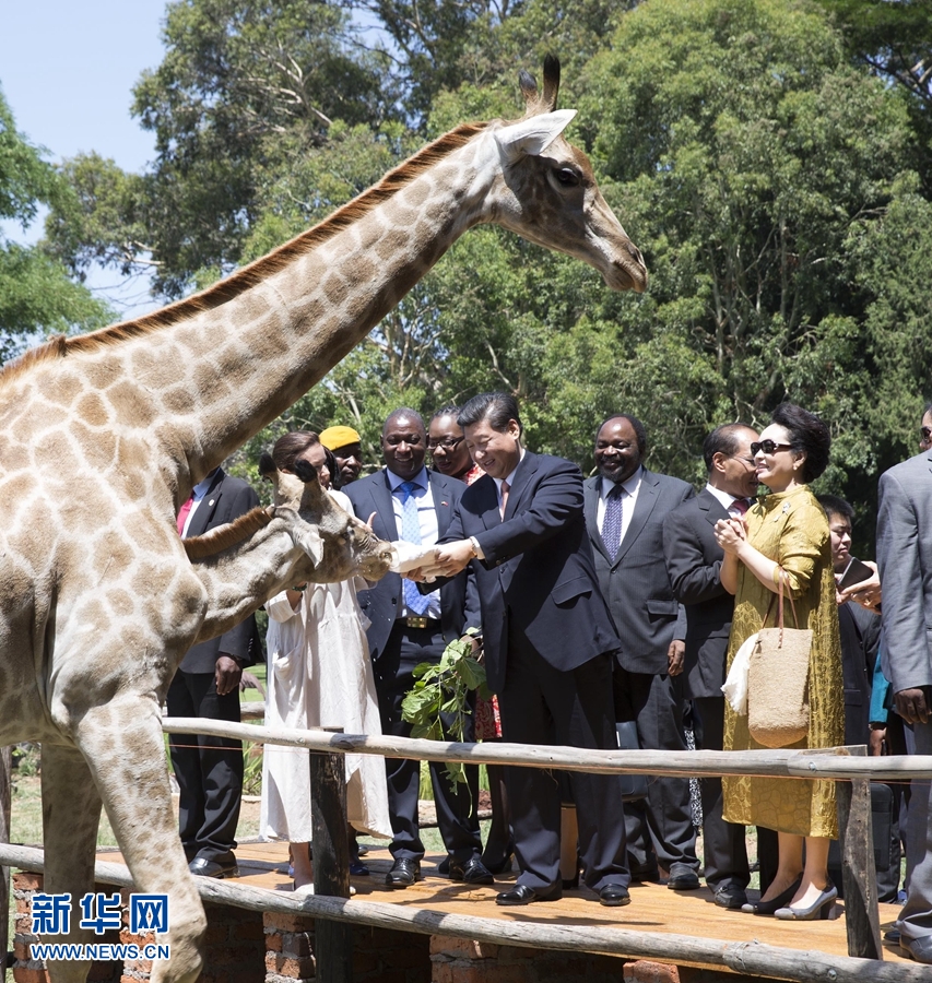 12月2日，國家主席習(xí)近平在津巴布韋考察野生動物救助基地。在基地負(fù)責(zé)人陪同下，習(xí)近平和夫人彭麗媛察看了基地救助的野生動物，并給大象、長頸鹿遞喂水果、樹葉。新華社記者 黃敬文 攝 