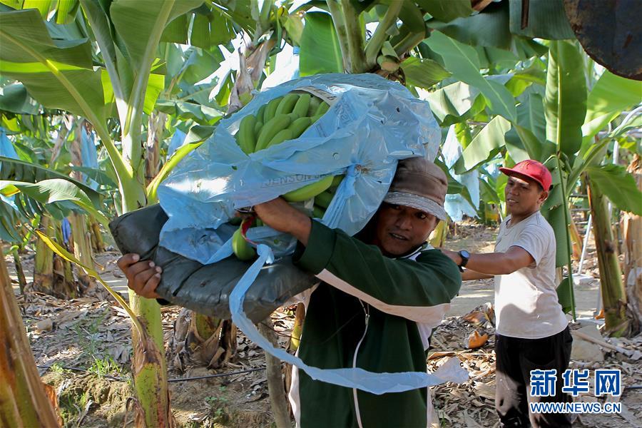 （國際&middot;圖文互動(dòng)）（3）菲律賓香蕉&ldquo;北上&rdquo;記