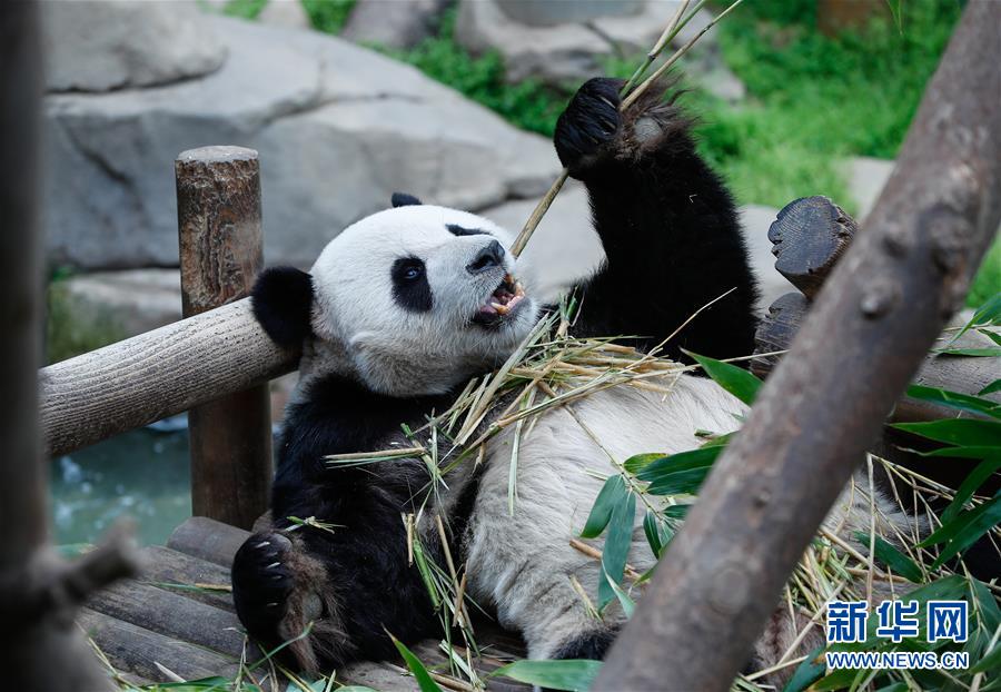 （國(guó)際）（6）旅韓大熊貓&ldquo;愛寶&rdquo;&ldquo;樂寶&rdquo;來(lái)韓三周年