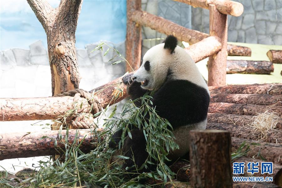 (習(xí)近平出訪配合稿·圖文互動(dòng))(3)通訊:“友誼使者”中國(guó)大熊貓入住莫斯科新家