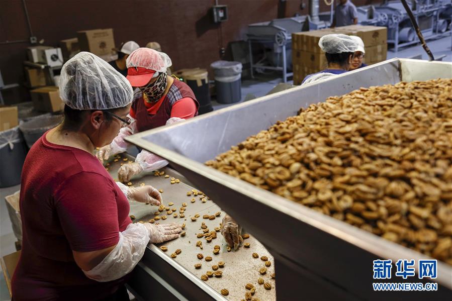 （國(guó)際&middot;圖文互動(dòng)）（7）通訊：期待美中盡早達(dá)成貿(mào)易協(xié)議&mdash;&mdash;颶風(fēng)和關(guān)稅夾擊下的美國(guó)山核桃種植戶(hù)盼重回中國(guó)市場(chǎng)