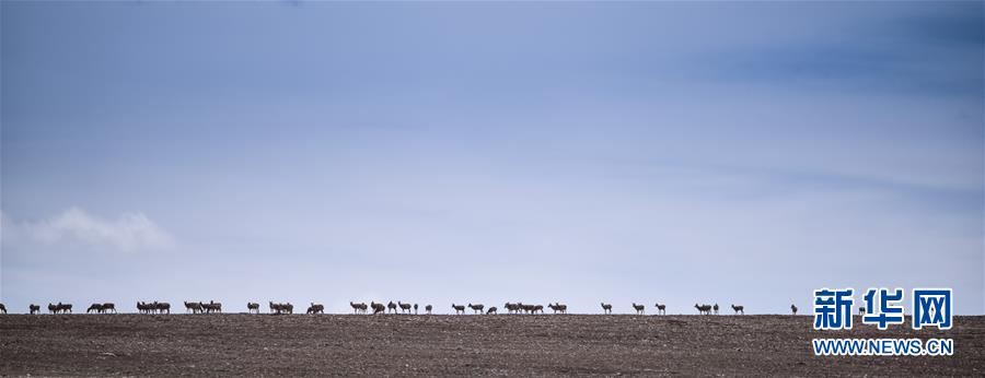 （新媒體專線&middot;圖文互動）（4）一參與殺害&ldquo;改革先鋒&rdquo;杰桑&middot;索南達(dá)杰的嫌犯被抓獲