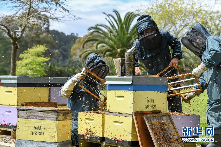 （第三屆進(jìn)博會&middot;圖文互動(dòng)）（8）通訊：新西蘭的進(jìn)博會味道，甜